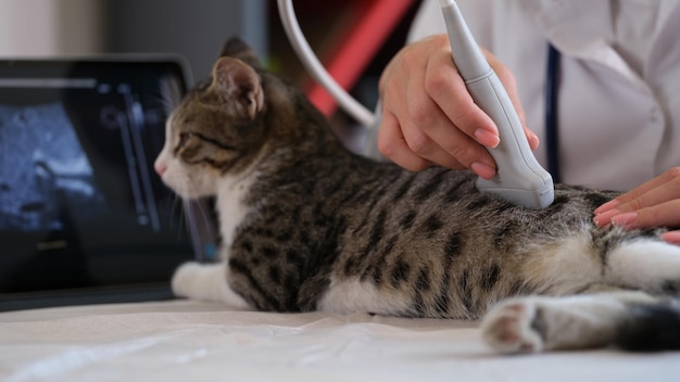 Médico veterinário verifica rins de gato tigrado com máquina de ultrassom em clínica veterinária