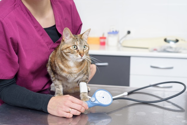 Médico veterinário, verificação de pressão arterial de um gato