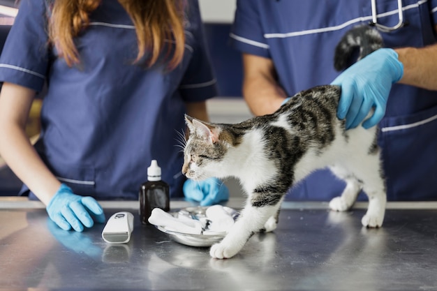 Foto médicos de close-up, ajudando o gato bonito