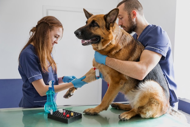 Médicos de tiro médio ajudando cachorro grande ficar bom