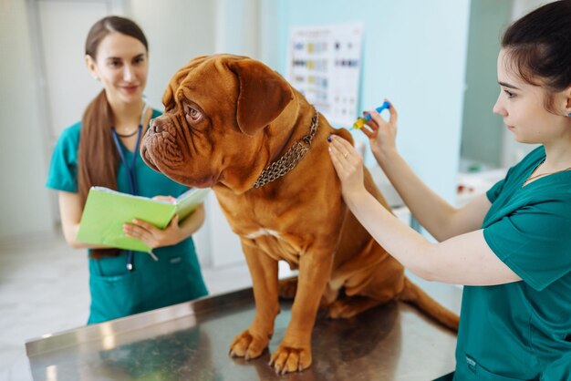 Médicos examinando a un perro muy lindo en la clínica veterinaria Dogo de burdeos Medicina animales de compañía