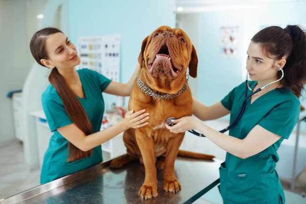 Médicos examinando a un perro muy lindo en la clínica veterinaria Dogo de burdeos Medicina animales de compañía