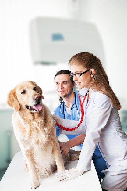 Médicos examinando um cachorro muito fofo no veterinário