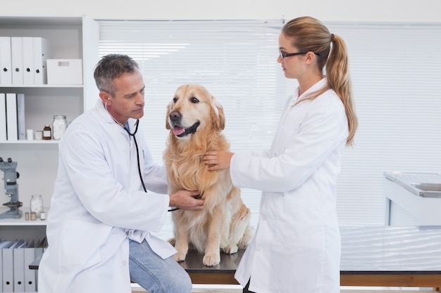 Médicos que examinam um labrador