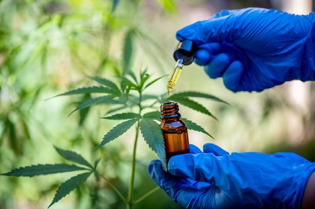 Los médicos sostienen una botella de aceite de cáñamo, productos de marihuana para uso médico