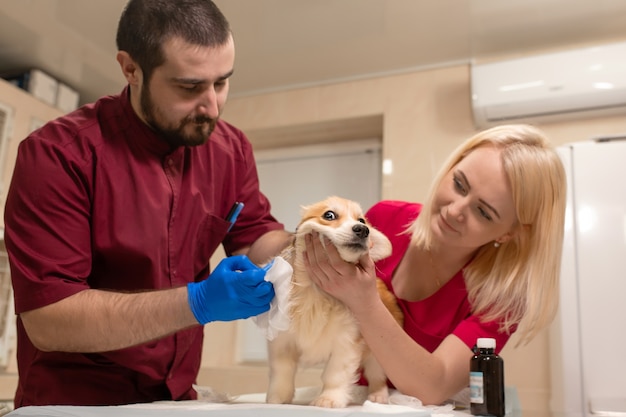 Médicos veterinarios examinando un pequeño perro corgi