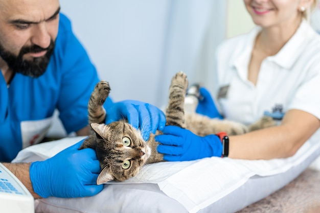 Los médicos veterinarios realizan un examen de ultrasonido de los órganos internos del gato en la clínica veterinaria