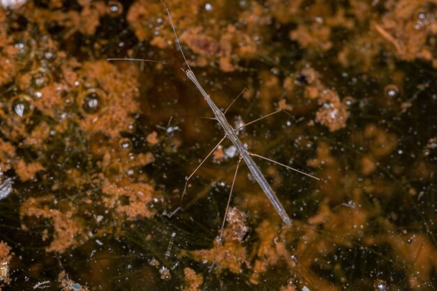 Medida de agua adulta del género Hydrometra