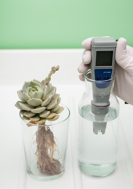 Medidor de pH en manos con guantes, vaso de agua y planta con raíces vistas en un fondo blanco