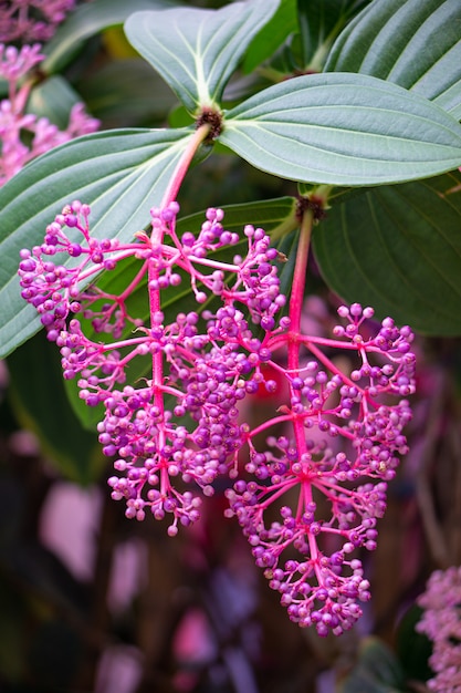 Foto medinilla speciosa en cameron highland - ciudad de las flores