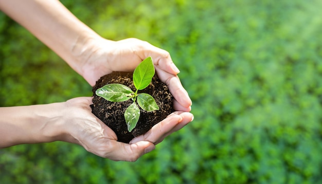 Medio ambiente Día de la Tierra En manos de árboles que cultivan plántulas ai generado