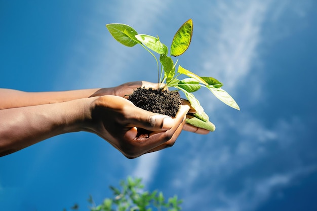 Medio ambiente Día de la Tierra En manos de árboles que cultivan plántulas ai generado