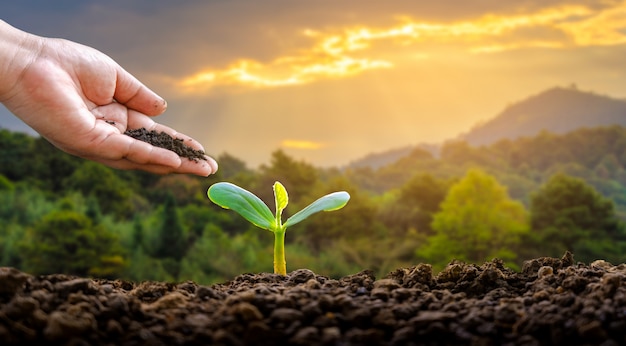 Medio ambiente Día de la Tierra En manos de árboles que cultivan plántulas.