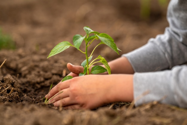 Medio ambiente. día de la Tierra. Plantar plántulas de pimiento en el suelo.