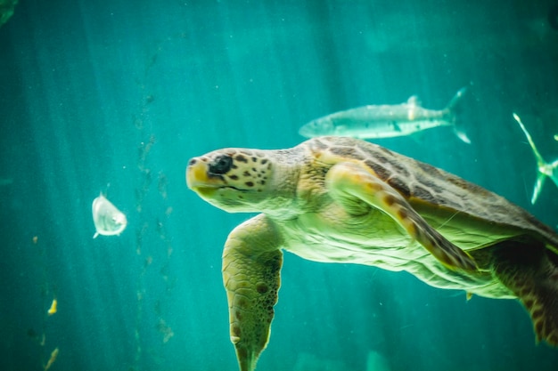 medio ambiente, enorme tortuga marina bajo el agua junto al arrecife de coral