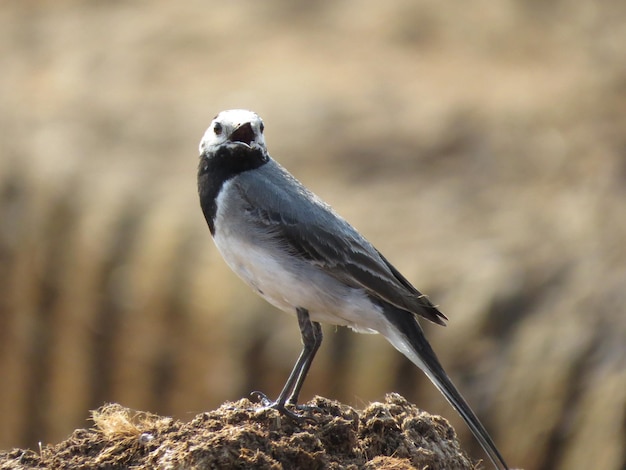 Medio ambiente y hermosas aves