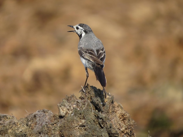 Medio ambiente y hermosas aves