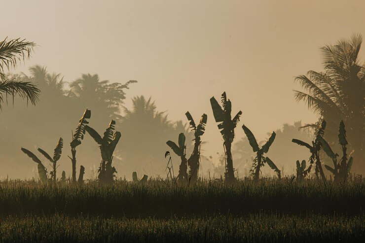 Medio ambiente de hierba verde en el campo de arroz con árboles de plátano de silueta en el fondo
