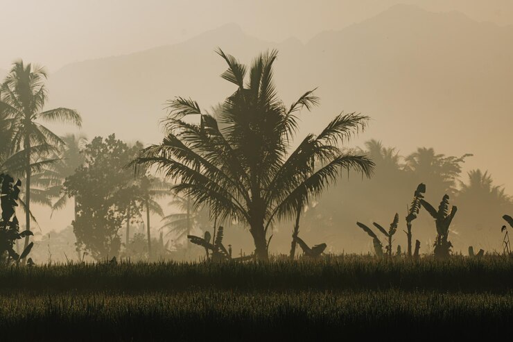 Medio ambiente de hierba verde en el campo de arroz con palmeras de silueta en el fondo
