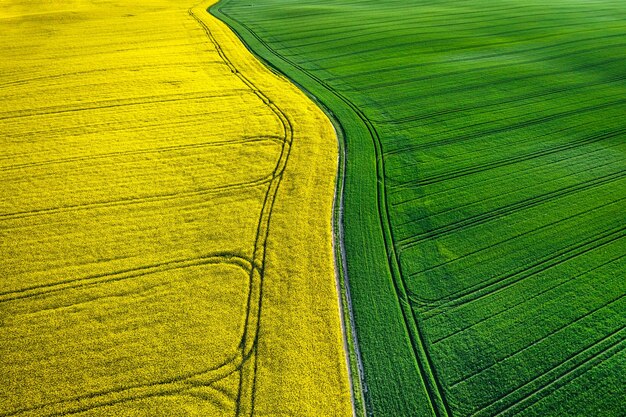 Medio campo amarillo y verde en el campo en primavera