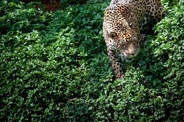 Foto medio, cicatrizarse, leopardo, caminata, en, tierra verde