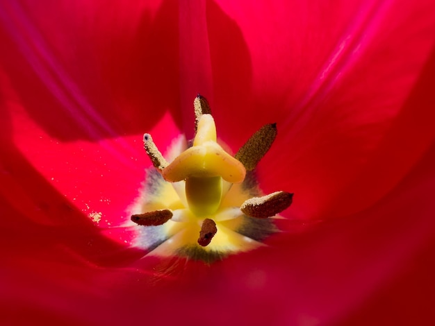 El medio de la flor y los pétalos del tulipán en la fotografía macro