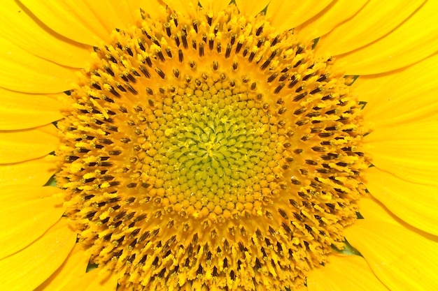 medio, de, girasol, primer plano, tiro