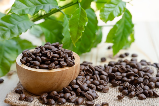 Medio de grano de café tostado en un tazón de madera con hojas frescas por la mañana.