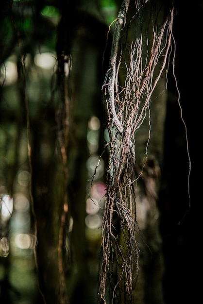 Foto medio tiro oscuro árbol de raíz en el bosque con fondo bokeh