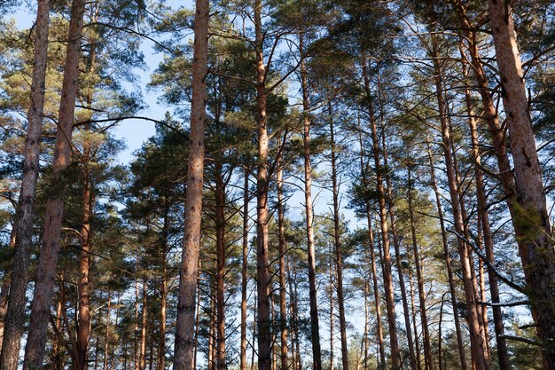 Medio del tronco de pinos que crecen en el bosque, primer plano