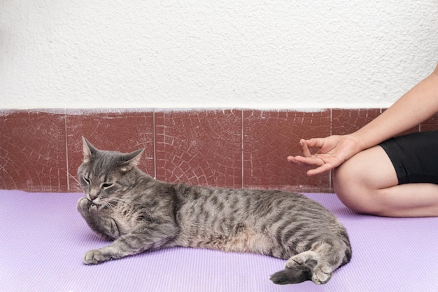 Meditation, gesunde und entspannende Gewohnheiten für den Körper, Verbindung mit dem Jetzt. Mädchen neben seiner Katze