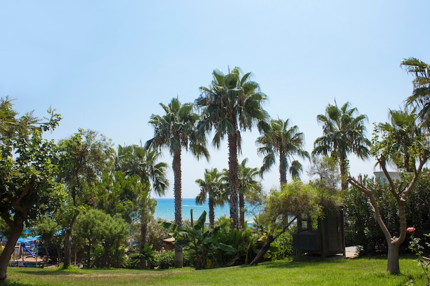 Mediterrane Landschaft Grüner Rasen mit Palmen im Hotel.