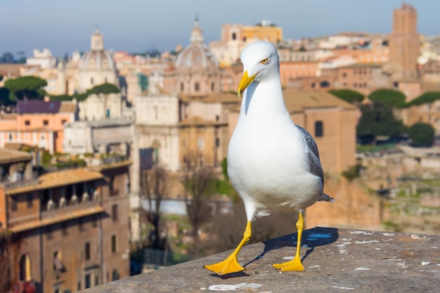 Mediterrane Möwe im Hintergrund Malerische Luftaufnahme von Rom am sonnigen Tag Italien