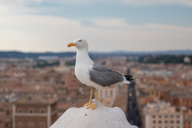 Foto mediterrane möwensitzplätze auf dem dach von vittoriano in rom, italien. sommerhintergrund mit sonnigem tag und blauem himmel