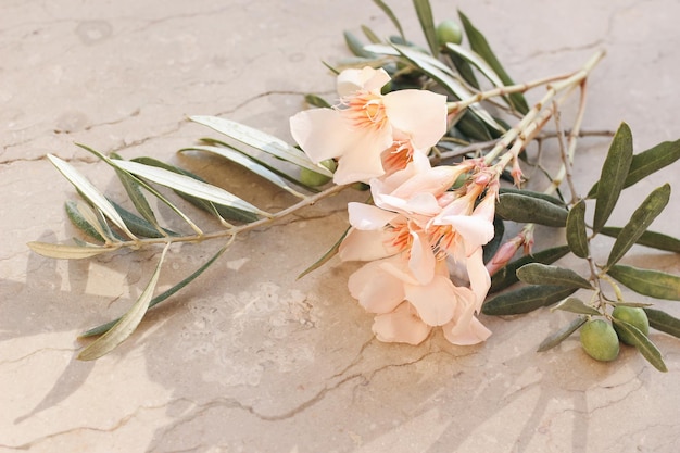 Mediterrane Sommer-Blumenkomposition Nahaufnahme von Aprikosen-Oleander-Blütenblumen und grünen Olivenbaumzweigen Grunge Marmorhintergrund im Sonnenlicht Verschwommener Hintergrund selektiver Fokus