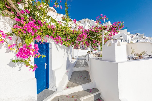 Mediterrane Sommerlandschaft in Santorini, Griechenland. Weiße Architekturblumen, sonniger Urlaub