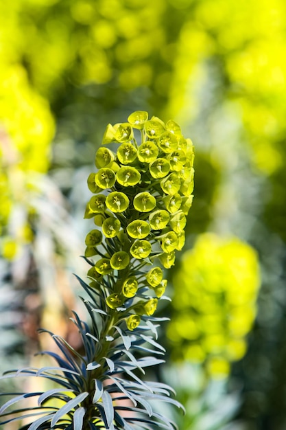 Mediterrane Wolfsmilch Euphorbia characias im Garten