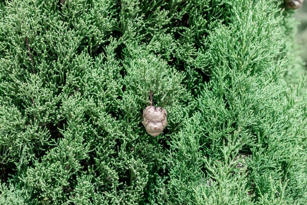 Mediterrâneo, Cypress, foliage, cones