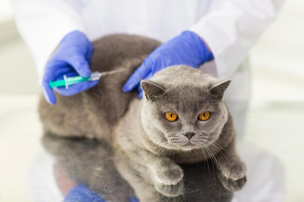 medizin, haustier, tiere, gesundheitsversorgung und personenkonzept - nahaufnahme eines tierarztes mit einer spritze, die einer britischen katze in einer tierklinik impfstoff injiziert