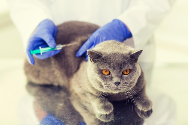 medizin, haustier, tiere, gesundheitsversorgung und personenkonzept - nahaufnahme eines tierarztes mit einer spritze, die einer britischen katze in einer tierklinik impfstoff injiziert