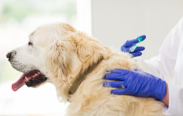 Medizin, Haustier, Tiere, Gesundheitswesen und Personenkonzept - Nahaufnahme eines Tierarztes mit einer Spritze, die dem Golden Retriever-Hund in der Tierklinik eine Impfinjektion vornimmt