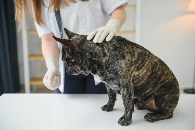Medizin Haustierpflege und Personenkonzept Nahaufnahme des französischen Bulldoggenhundes und der Hand des Tierarztes in der Tierklinik Bild
