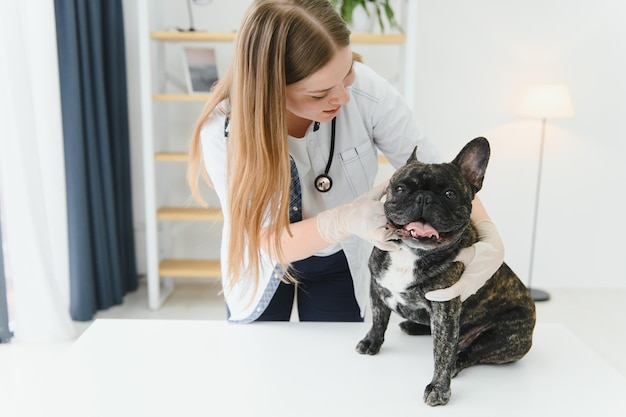 Medizin Haustierpflege und Personenkonzept Nahaufnahme des französischen Bulldoggenhundes und der Hand des Tierarztes in der Tierklinik