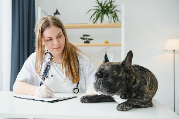 Medizin Haustierpflege und Personenkonzept Nahaufnahme des französischen Bulldoggenhundes und der Hand des Tierarztes in der Tierklinik