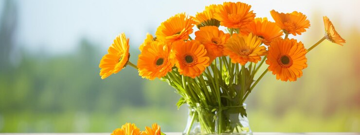 Medizinische Kalendula Kalendula Blume Natur