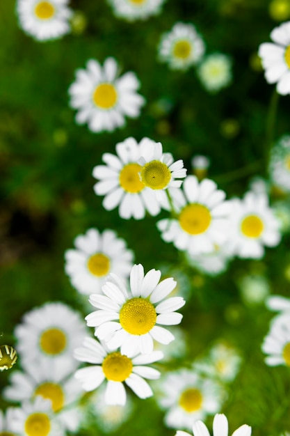 Medizinische Kamillenblüten auf dem Feld Naturkräuter der Alternativmedizin und Homöopathie für die selektive Fokussierung der Aromatherapie Draufsicht