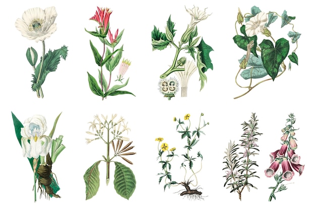 Medizinische Pflanzenset-Illustrationen