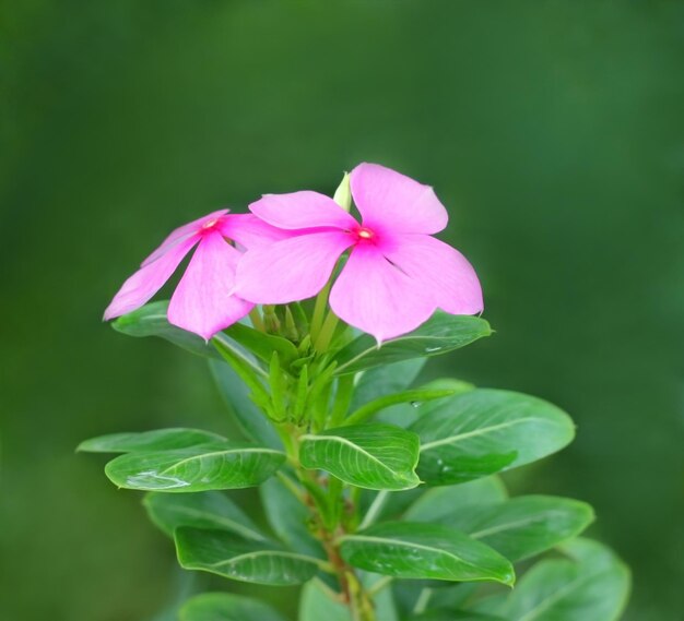 Medizinisches Nayantara oder Catharanthus roseus