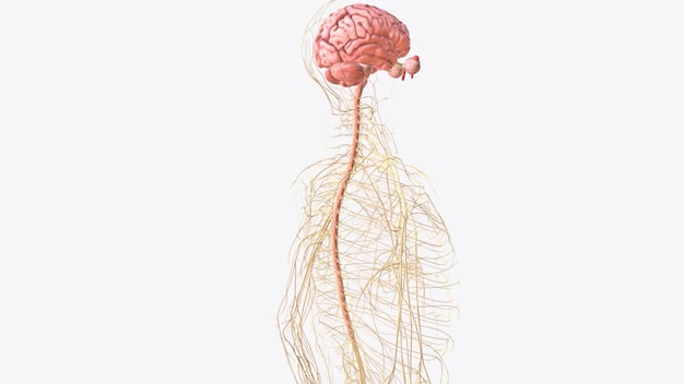 Médula espinal cerebral y nervios