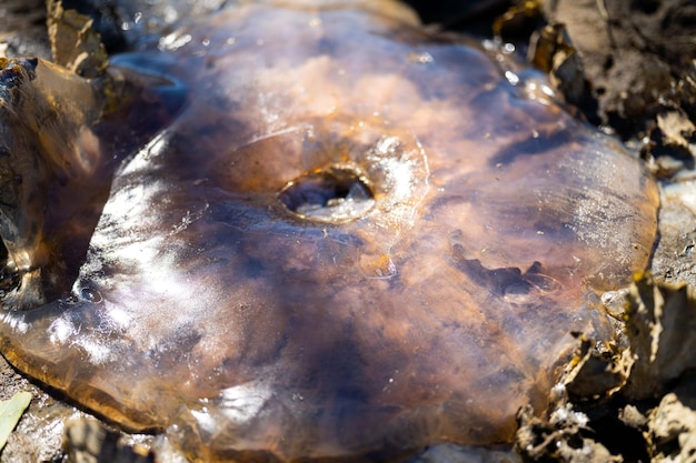 Medusa australiana varada en una playa de Tasmania